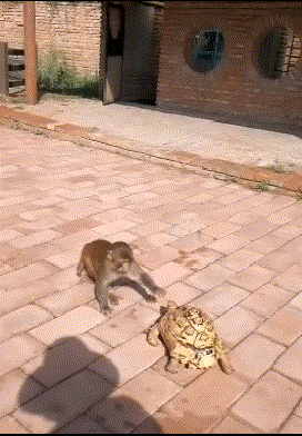 歪骆驼|“学校老师给小朋友留的暑假作业之一，题目是《画爸爸的车》”