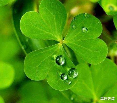 摩羯座|2022年一整年都会顺心如意的四大生肖