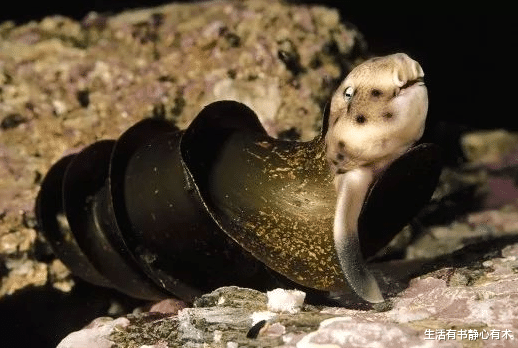 霸王龙 涨知识，盘点大自然中奇妙的冷知识