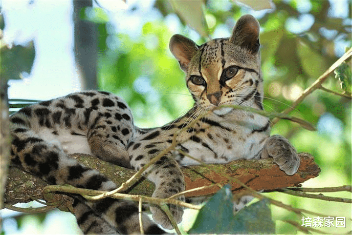  长尾虎猫：顶级的爬树专家！