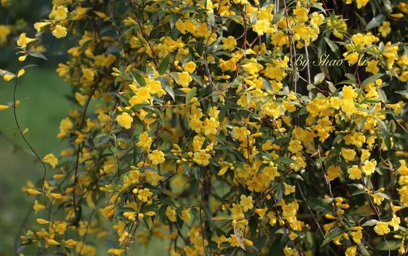 植物|闻香识花之法国香水