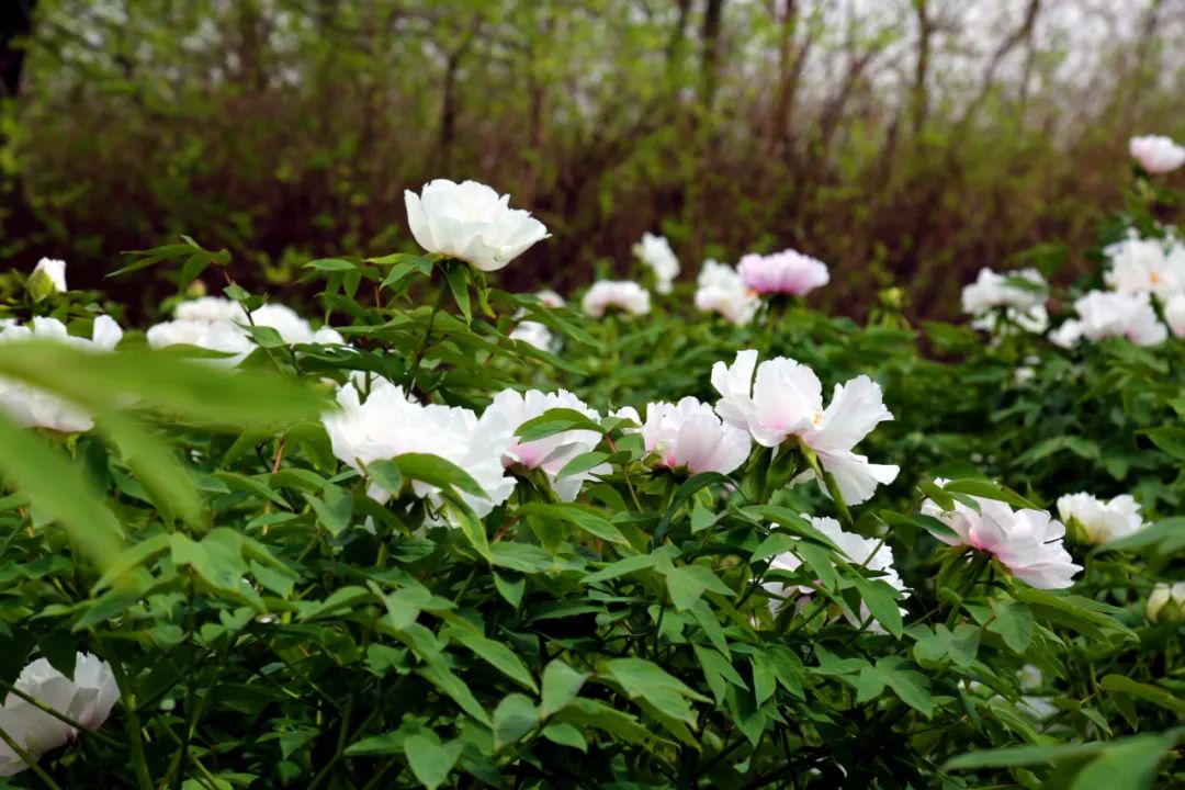 蚌埠广电 今年上万株牡丹提前开放，就在龙子湖公园！