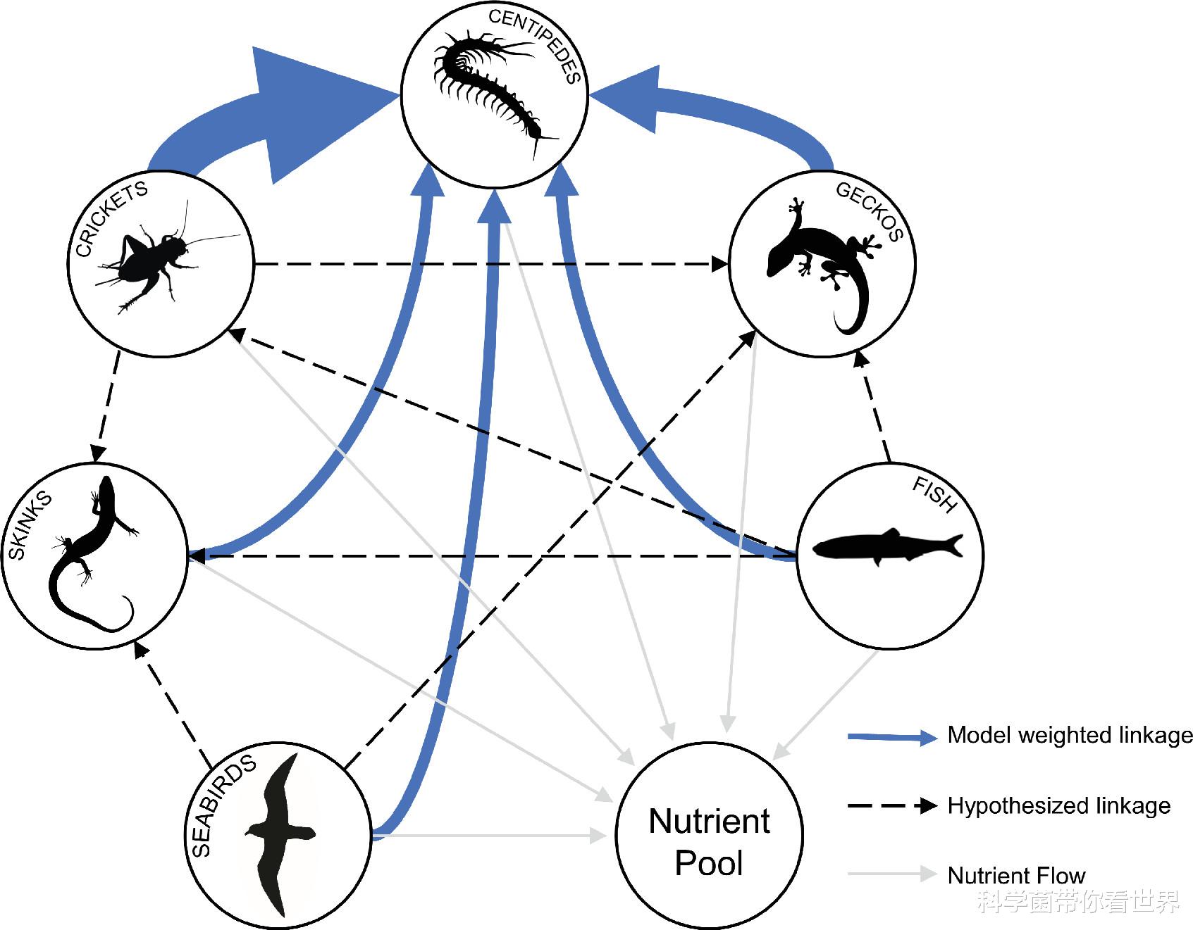蜈蚣 真要变成蜈蚣岛？菲利普岛蜈蚣长到30厘米，一年吃掉3700只海鸟！