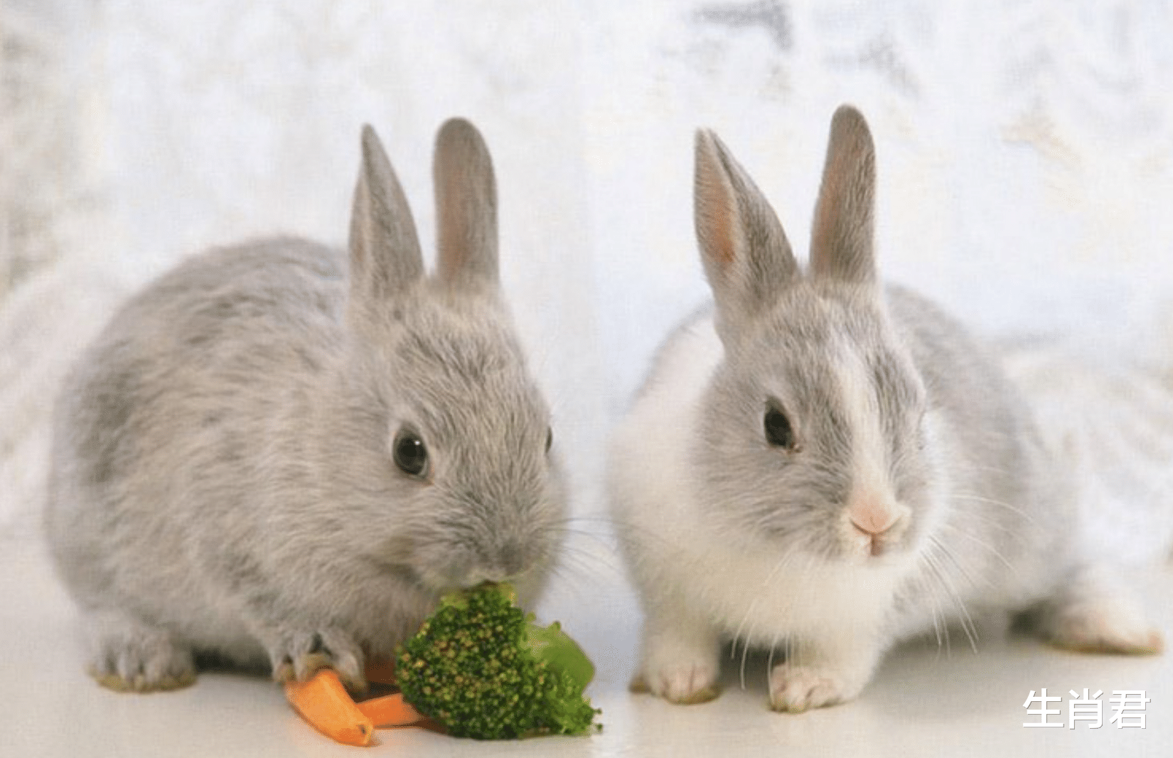 属兔|未来半个月，属兔人在职场中遇到贵人相助，找对方向勇往直前