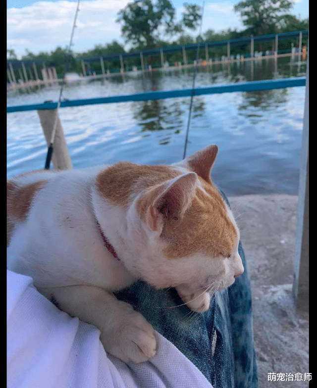 |网友在钓鱼时，一只猫主动投怀送抱钻进怀里，小心思早已猜出来了
