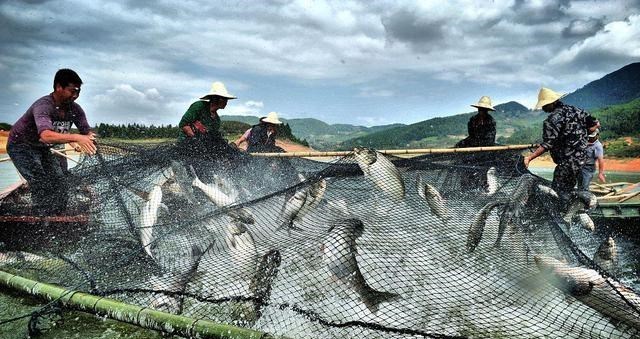 |暴力钓鱼太暴力？宁波一男子在甬江钩起一条5斤野生鱼精！