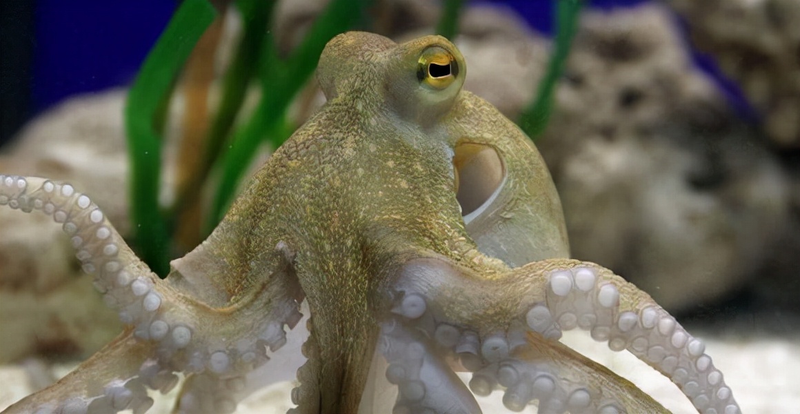 太空 章鱼是“外星生命”？建造海底城市，过群居生活，科学家疑惑了