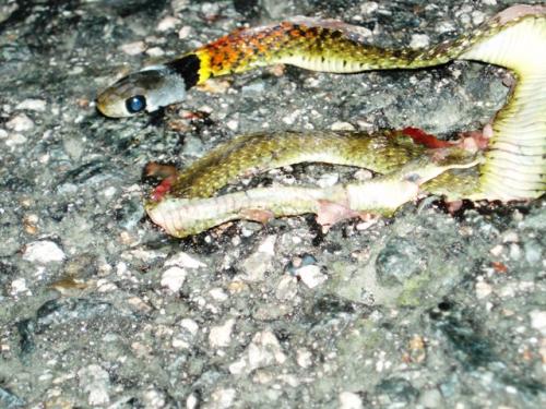 菜菜叶|红脖游蛇到底有没有毒?这种毒蛇有一些跟其他毒蛇不一样