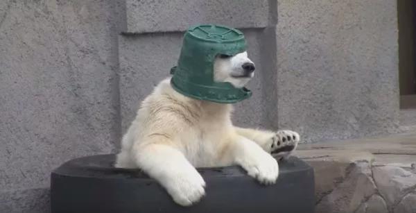 蜗牛研究僧|为满足生理需求,老外竟发明了一个假奶