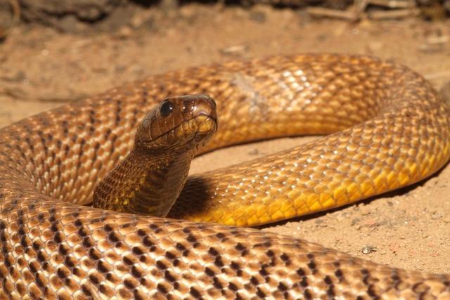 毒蛇 世界上最毒的4种蛇，毒性极强，但不是很危险！