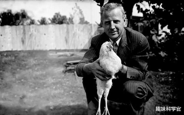  一只公鸡被斩掉头部后，仍存活了18个月，揭开它的不死之谜