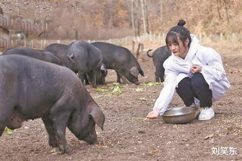 刘笑东|女大学生毕业后回家养猪，5年后年入百万，父亲却为她的婚事发愁