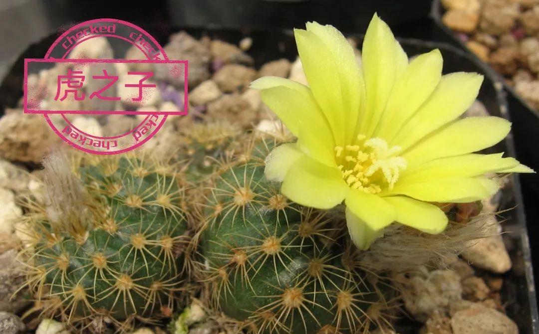 种上阳台|误以为仙人掌很难开花，凑齐“4个条件”，开花一点不难！