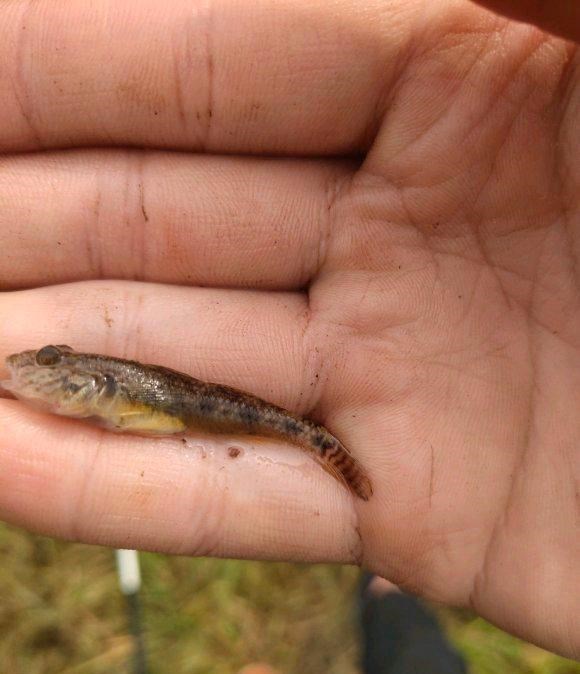 |河道涨水鲨虎鱼泛滥，钓鱼人：钓得头疼，鱼饵都不够吃