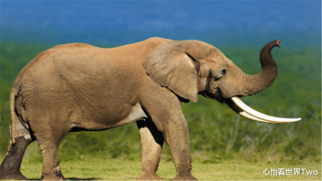登月 老死的大象身上取象牙不好吗?为何非要对健康的大象下黑手?
