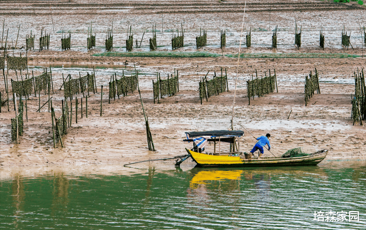 沙漠玫瑰 蓝碳计划：海藻占据重要地位！