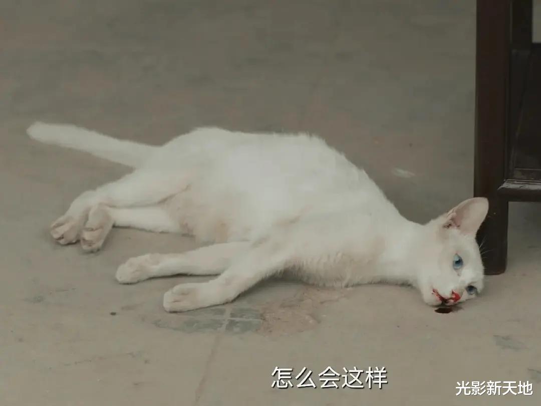 当家主母|《当家主母》被指毒死田园猫，抽搐动作太逼真，制作方否认再遭质疑