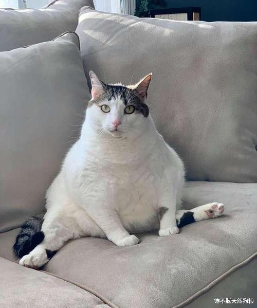 孙楠|猫咪太胖了会怎么样？