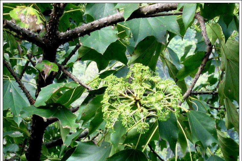  浑身带刺鸟不宿——刺楸