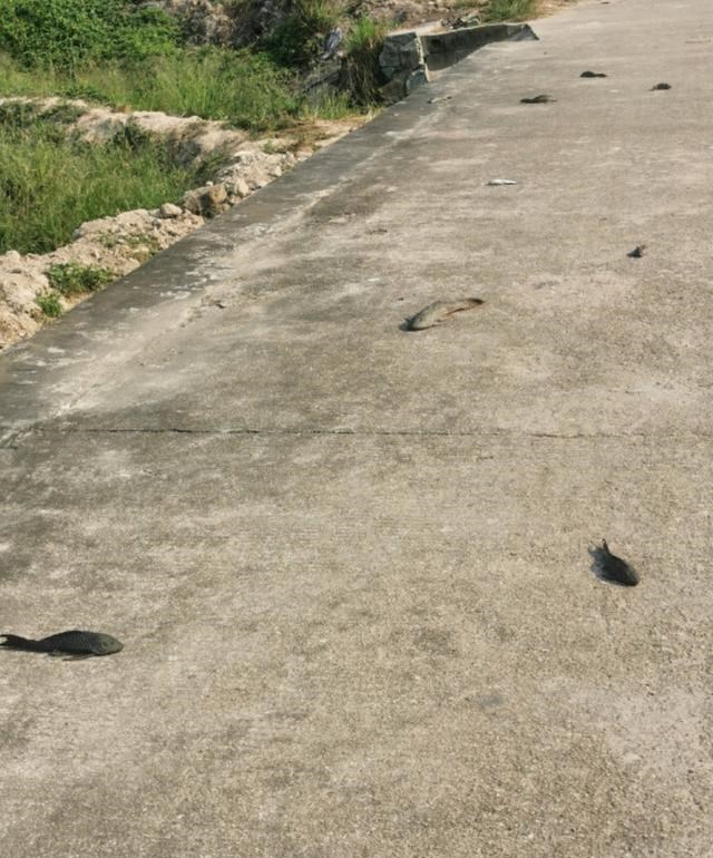 广东省|清道夫将占领两广河道？广东钓鱼人：又肥又大，一两斤一条