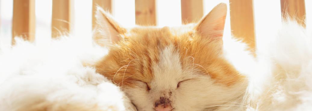 装修声音会导致猫应激吗？