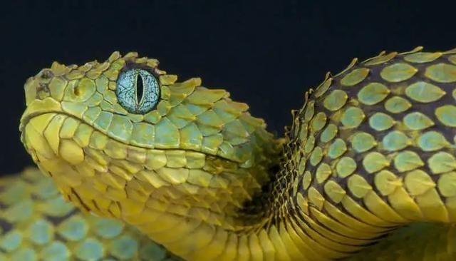 毒蛇 都知道毒蛇有毒，但你知道世界上的毒王是哪种蛇吗？本文给你揭秘