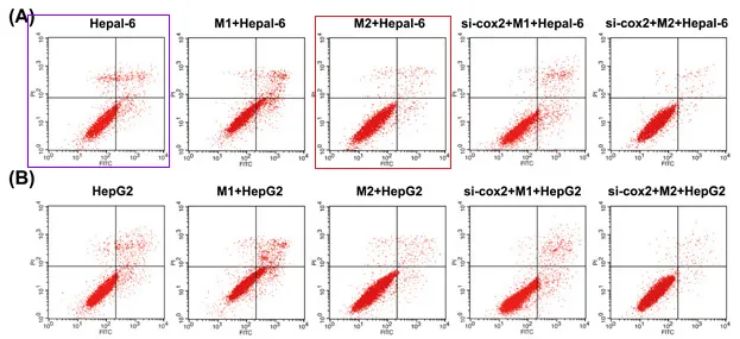 博尔德 细胞培养及凋亡检测结果不合理？临沂市人民医院高分论文被质疑