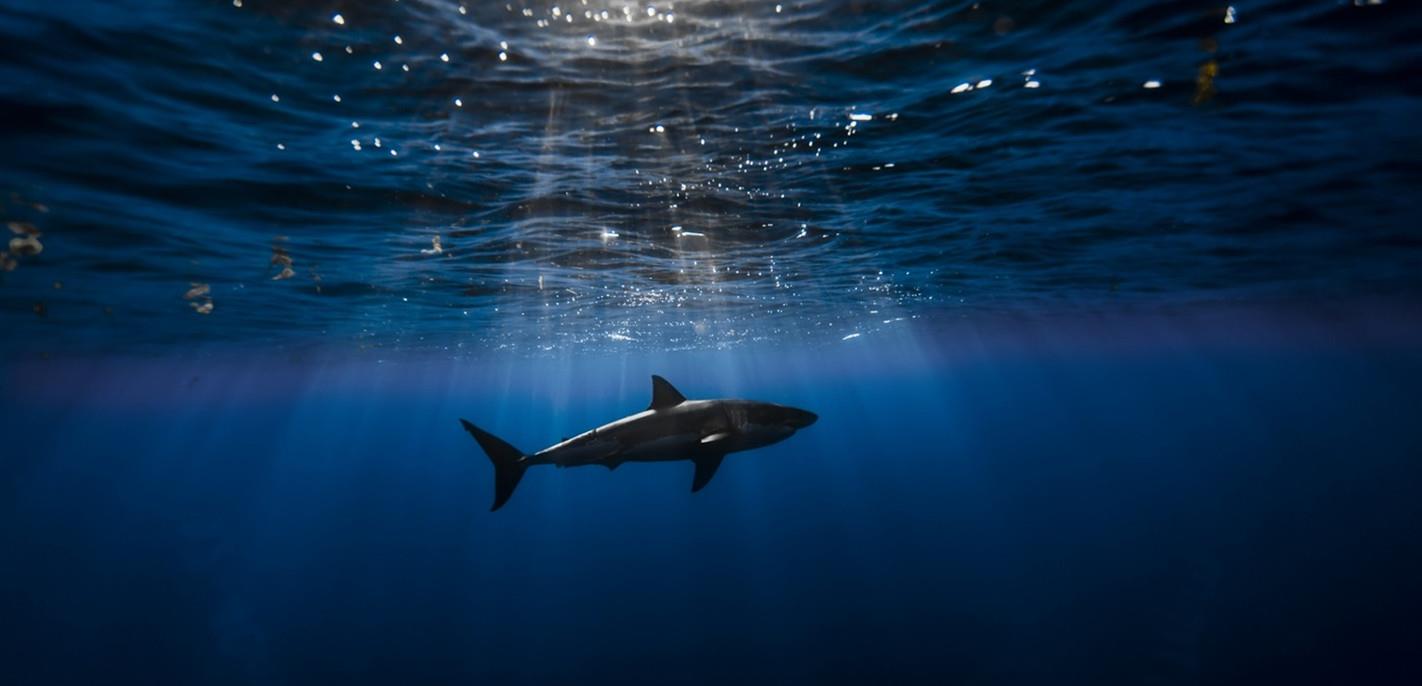 南方古猿 海蜘蛛花5亿年时间，证明一个道理：“只要足够废物，就没天敌”