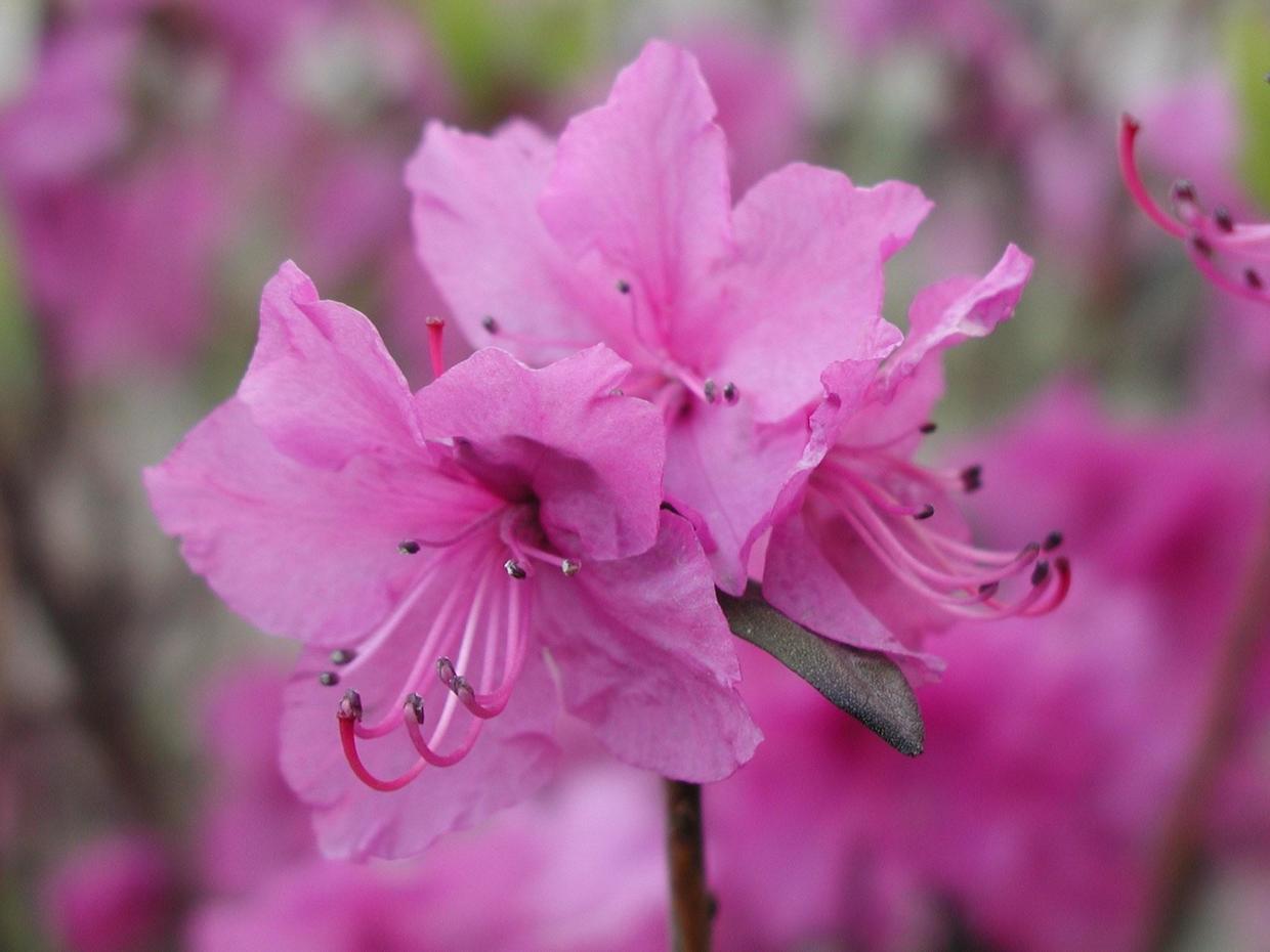 1种花叫“枯木逢春”, 看到有卖的记得随手举报,盗挖濒危植物可耻