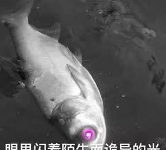 小敏的夏天 学生和家长都不用怀疑，语文的阅读理解，就应该抄答案