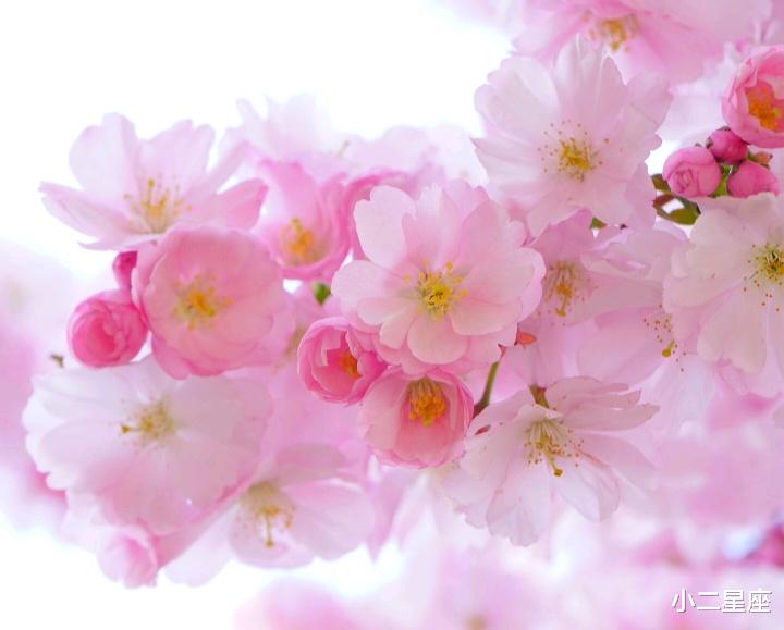 小二星座 永远学不会做作的星座，难道只有做作的女人才配得到爱吗？