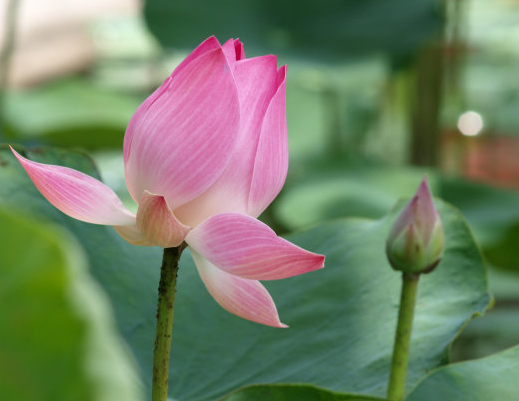 星临天下|9月上旬，4属相运势上涨，财旺桃花开，生活锦上添花