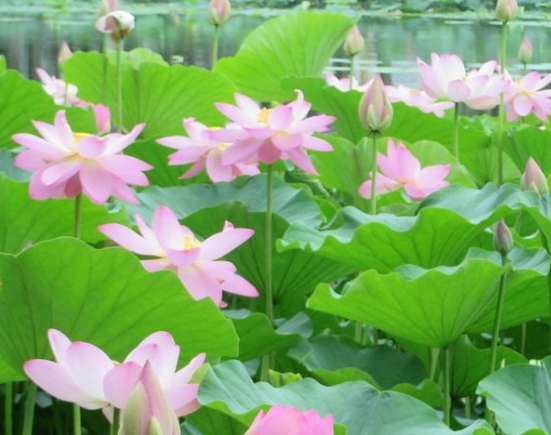 星临天下|未来一周，吉星进门，4属相运势上涨，吉祥如意，喜事多多