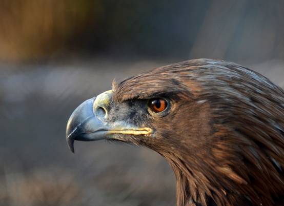 蔡文泉|“鸟中霸王”落难内蒙古,身体虚弱翅膀有伤,什么动物敢伤金雕?