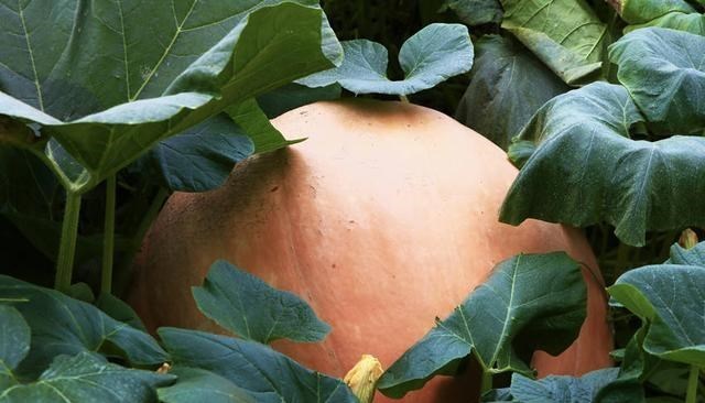 奶豆说育儿|200斤！四川成都种出巨无霸南瓜 亩产6万公斤，不能吃，经济价值高