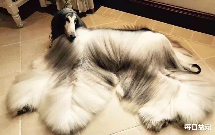 阿富汗猎犬|小伙养了只阿富汗猎犬，做美发花了10万，每周沐浴就要5千