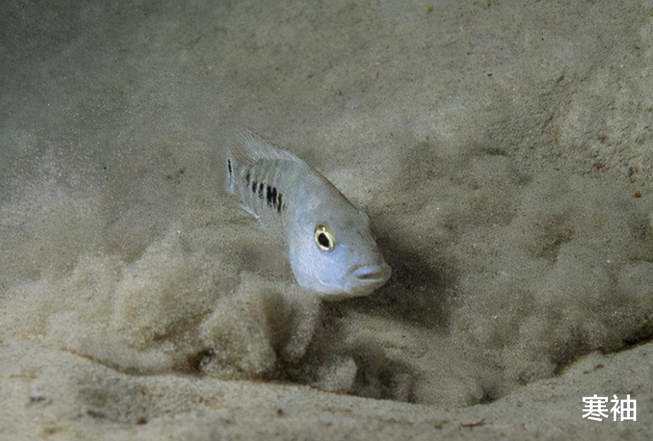 科学家 沙漠鱼：与世隔绝了5万年，不吃不喝也能存活，全球仅剩38条