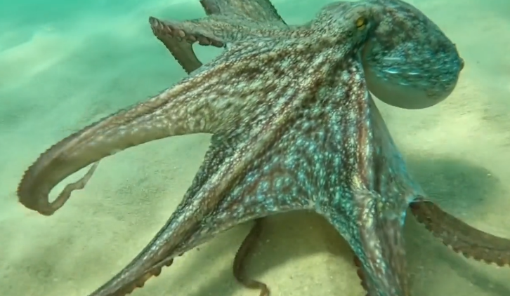 银河系 为何章鱼被认为是外星物种？3个心脏9个大脑，不仅会变身还很聪明