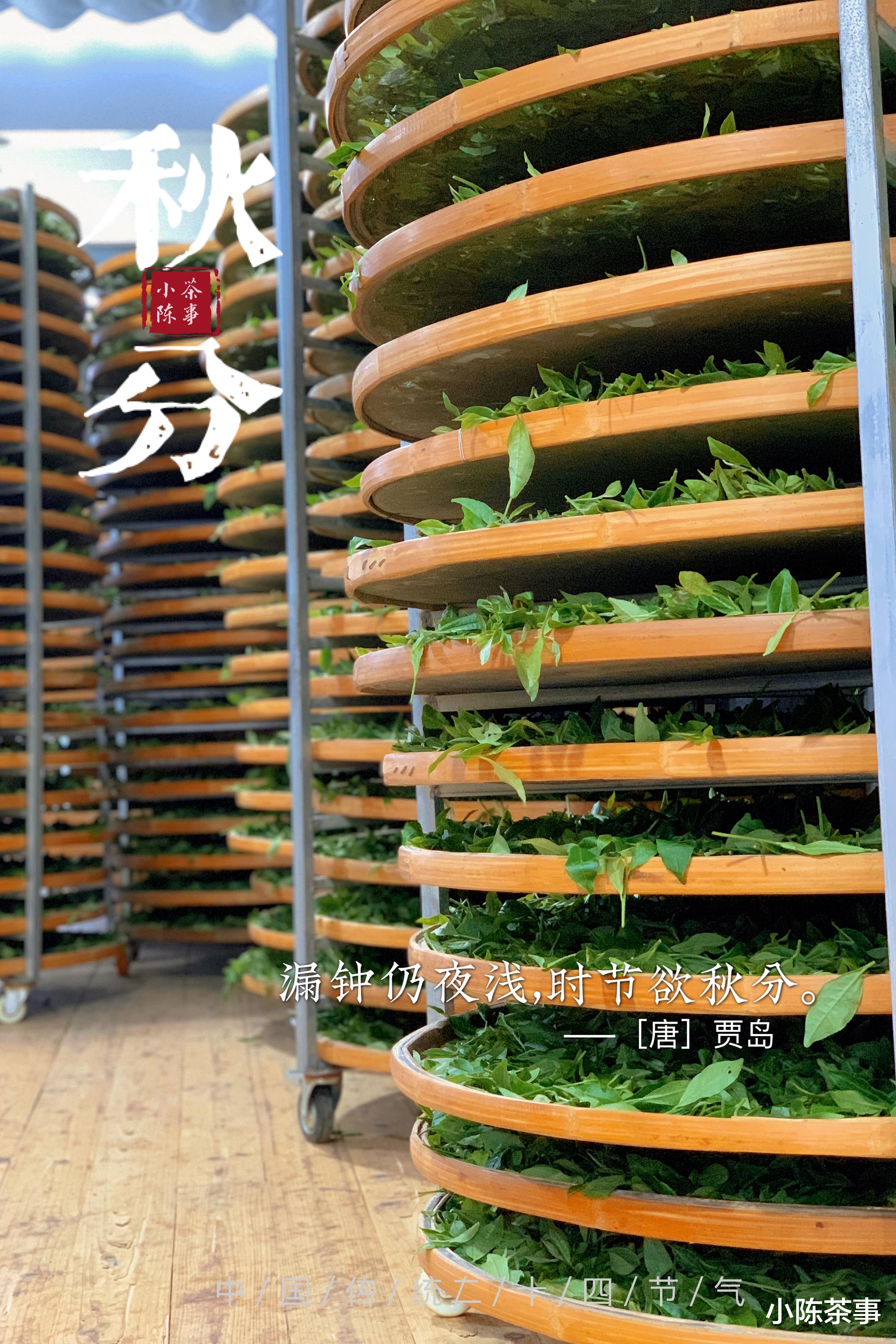 茶叶|洗茶真的更加卫生吗?白茶、绿茶、红茶,都需要洗一遍才能喝?