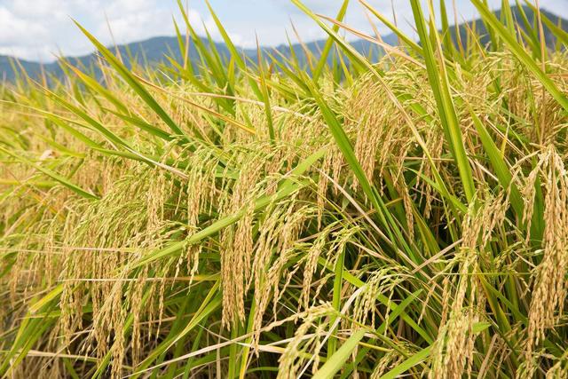 后代 鹅与鸭杂交会有后代吗？已有人做过相关实验，这或是条致富之路呢