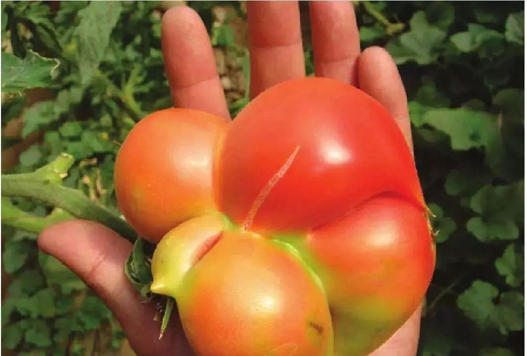 西红柿还分“公母”？老菜农：牢记这4点，沙甜多汁，一挑一个准