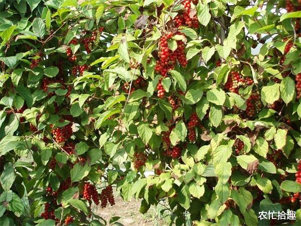 水果|被入药耽误多年,以前想吃难买到,如今一斤15元,8月刚成熟