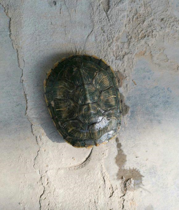 上海市|上海一河道乌龟成群，岸边钓鱼人捞了好几只，路人劝其放生