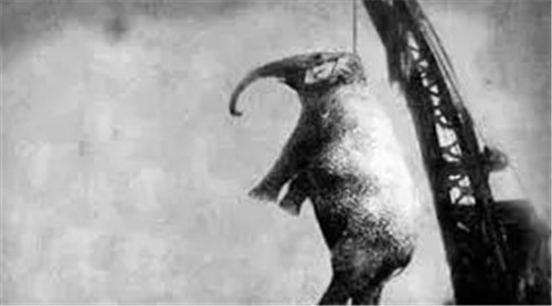 百年前美國一頭大象被判死刑，被起重機吊死，它到底做錯瞭什麼？-圖9