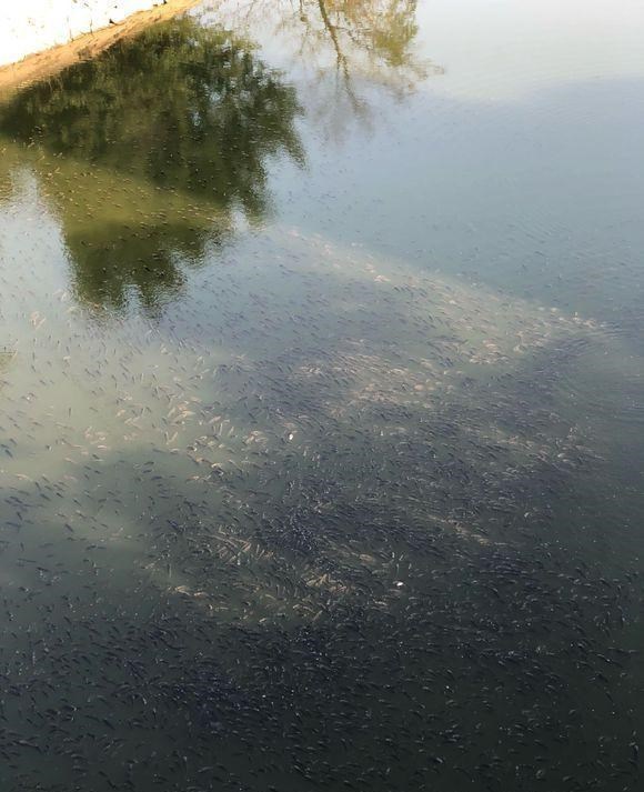 钓鱼|广西钓鱼人，在水库里钓起一只“神龟”，背上有个字