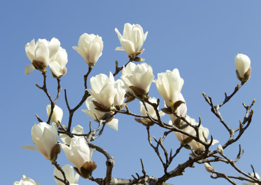 小姐姐|6月初,4属相事业更上一层楼,生活顺风顺水,好运盈门