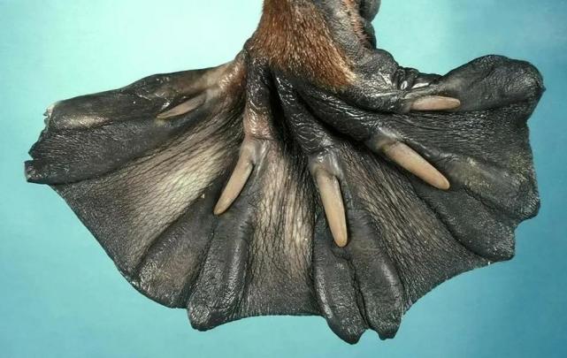 鲨鱼 24个冷知识：连生物老师都不知道，看完后颠覆认知的有趣知识