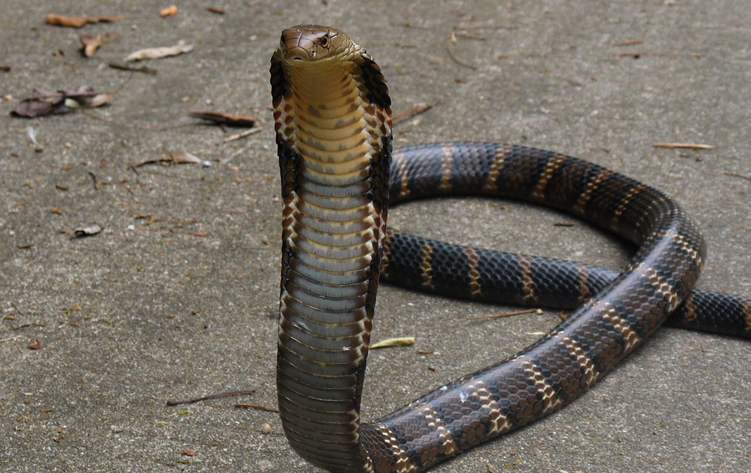 眼镜王蛇 眼镜王蛇养熟了，还会咬人吗？