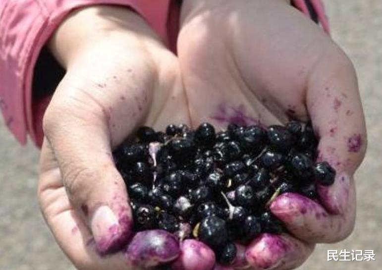 黑枸杞|从草鸡到凤凰,黑枸杞是如何火起来的?