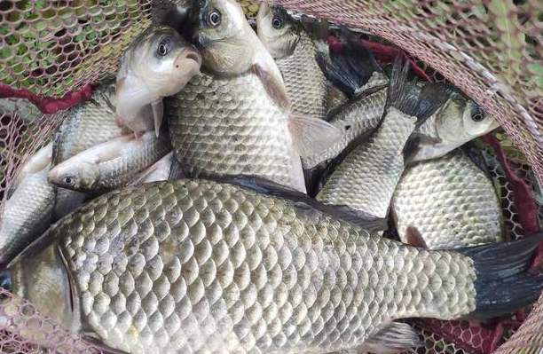 玉米|冬季窝料之王是什么? 对比之下才知道, 没什么是一把酒米解决不了的